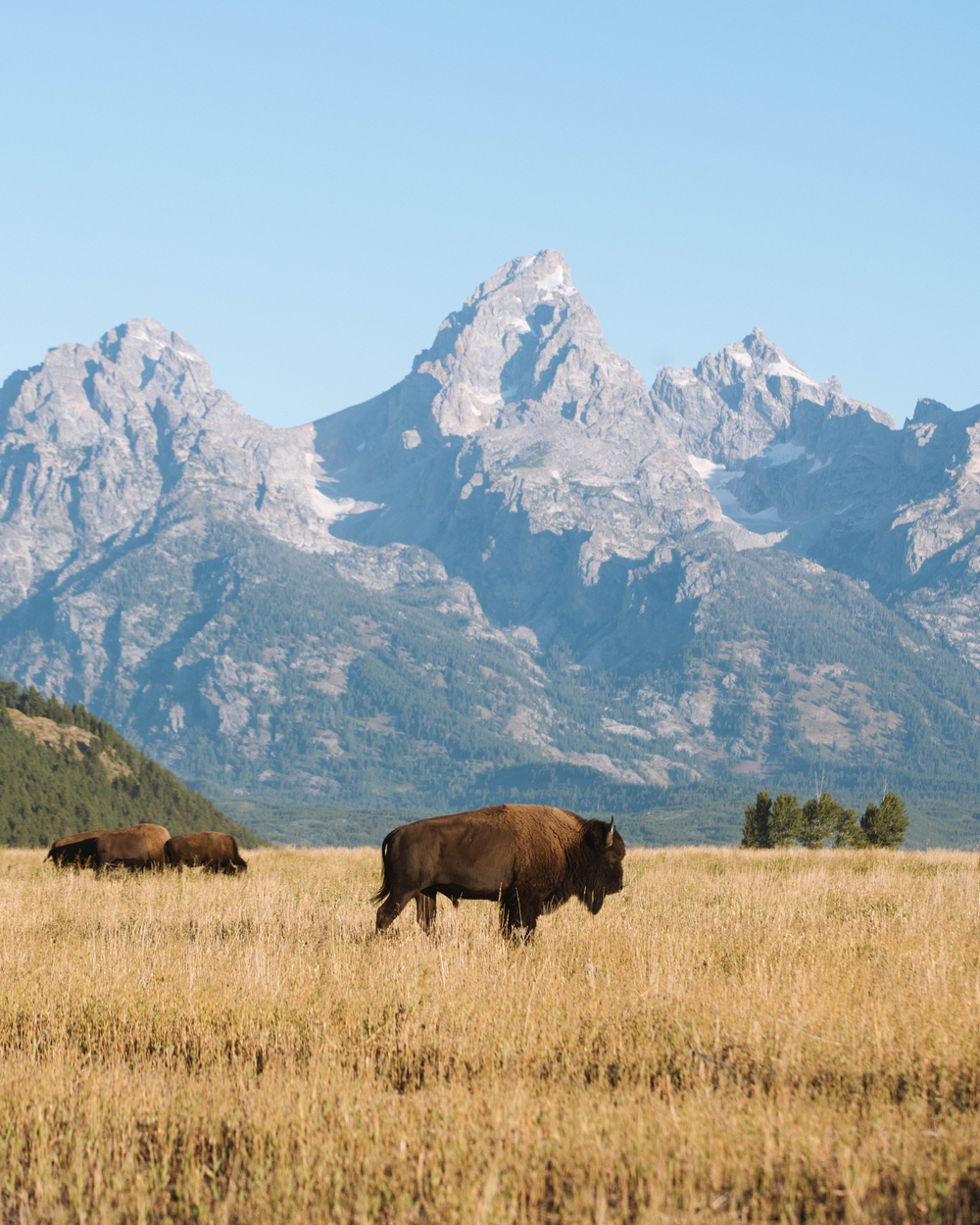 Bison