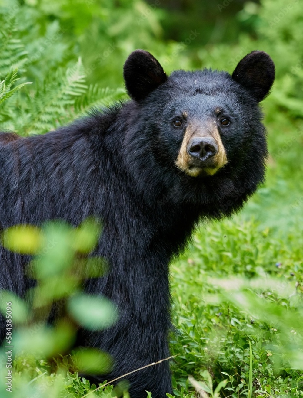 Black Bear