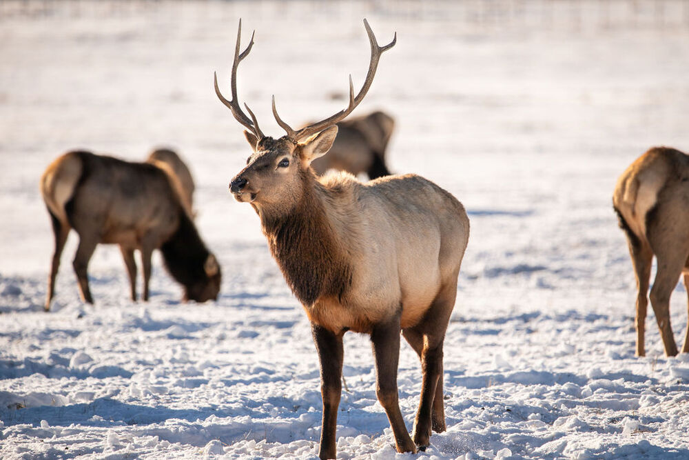 Elk