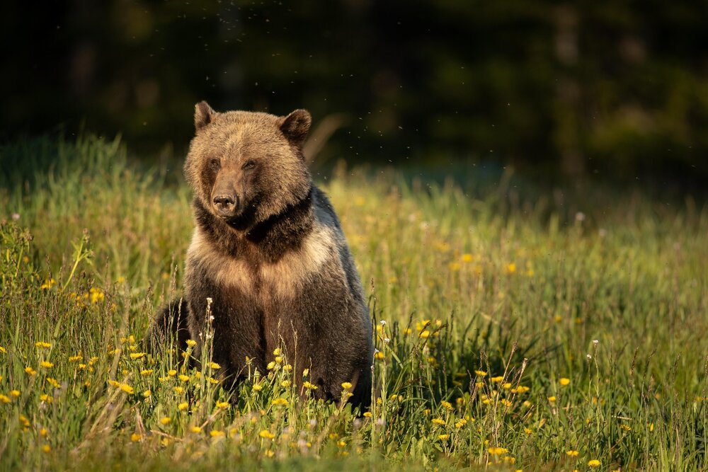 Grizzly Bear