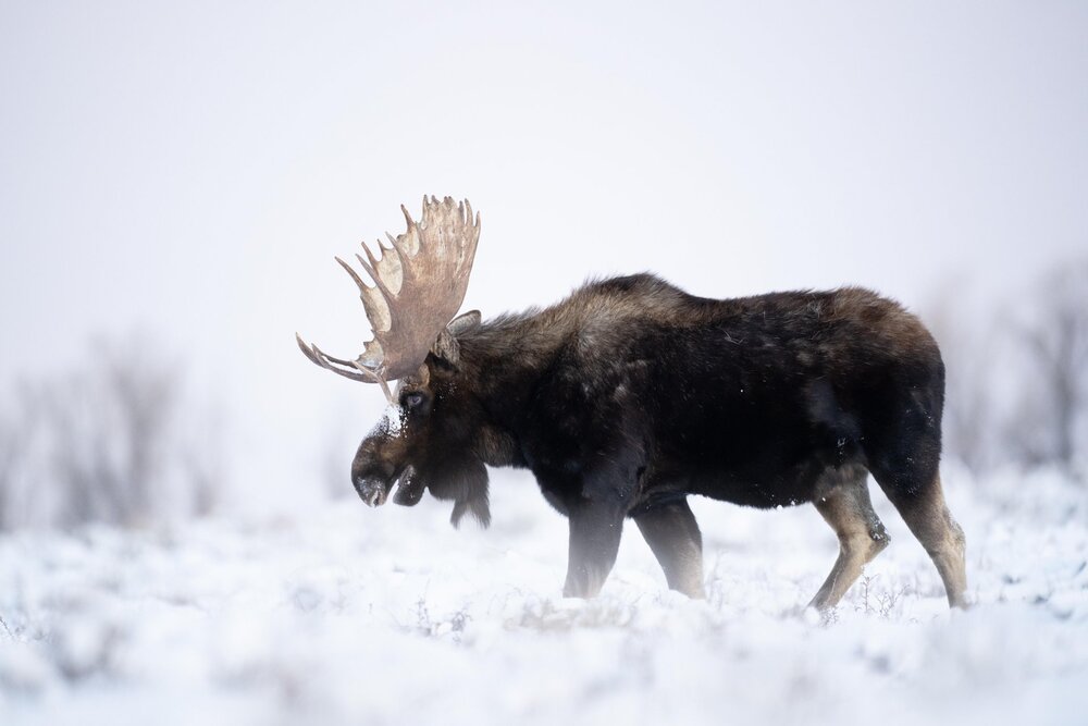 Moose