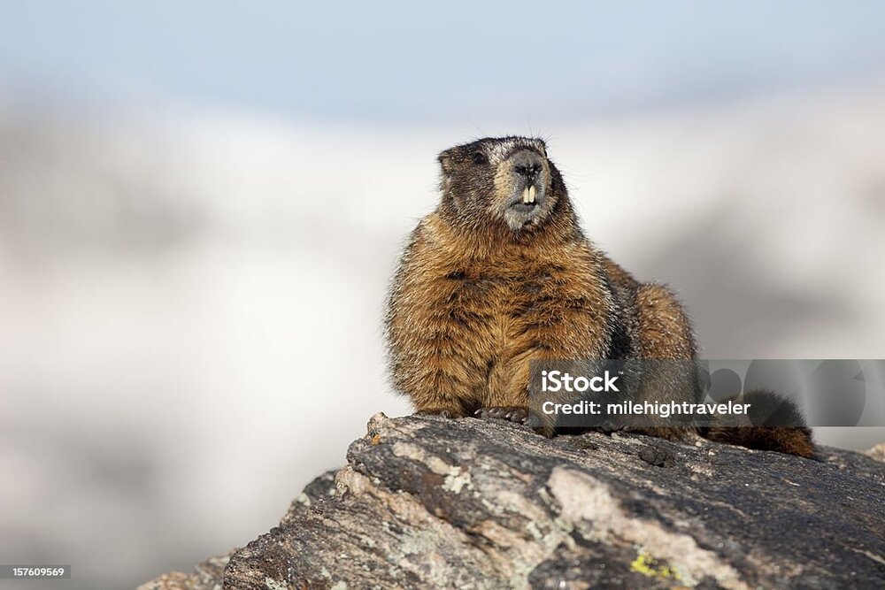 Small wildlife + nature