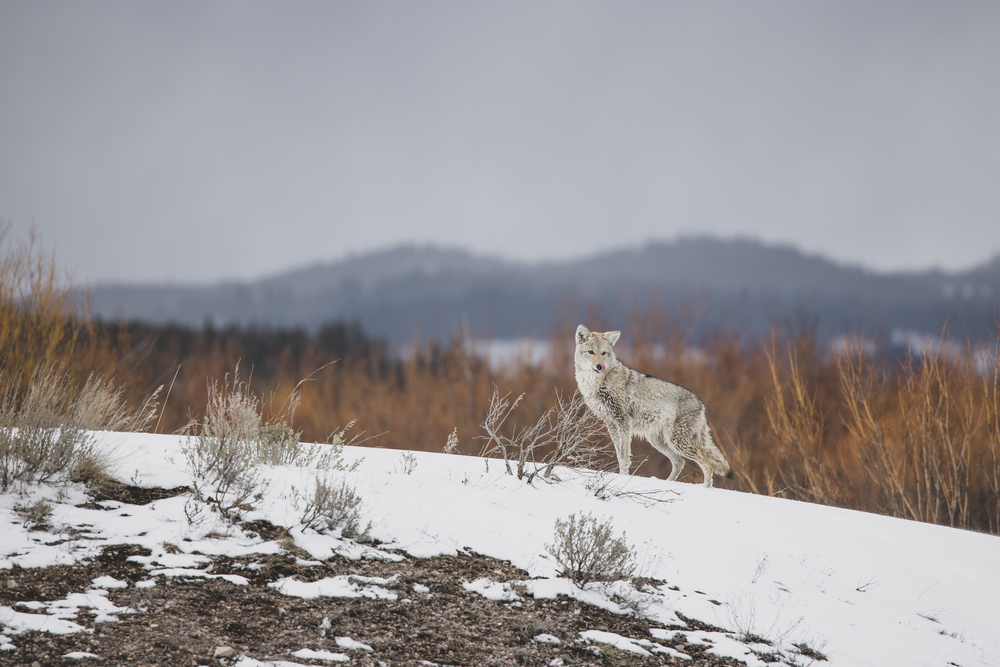 Wolves